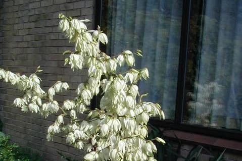A tall spike of cream bell flowers beside a brick wall