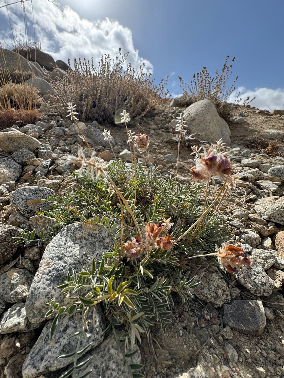A silvery-leaved plant among granite rocks on a dry mountain slope, with dense heads of pinkish pea flowers on bare stalks