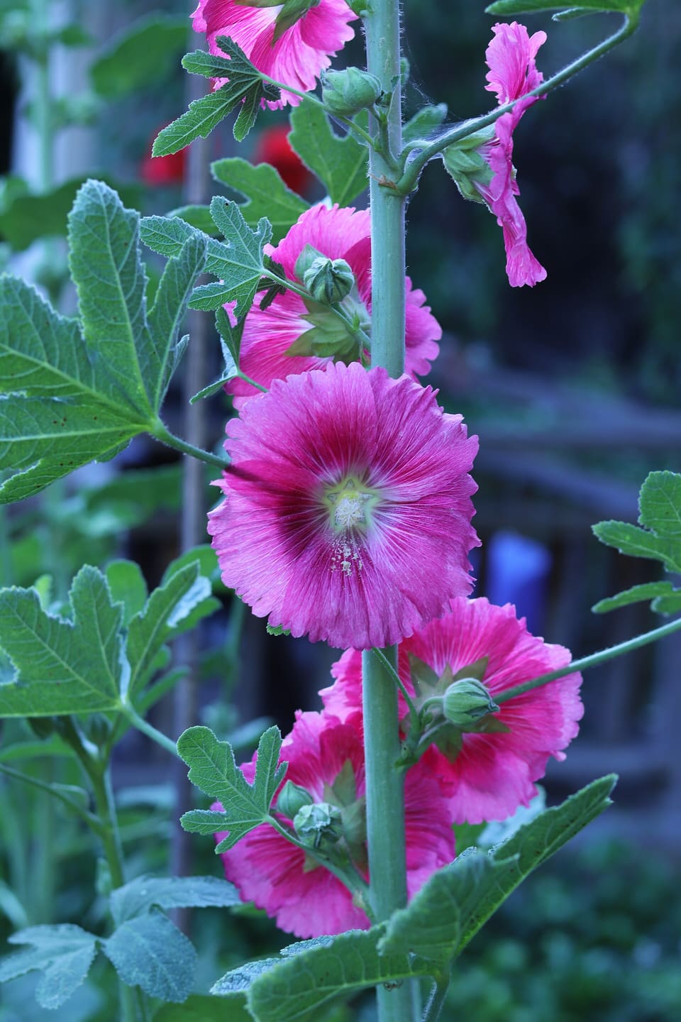 Rose-pink saucer flowers with dark centres up a tall stem among deeply lobed, fig-like leaves