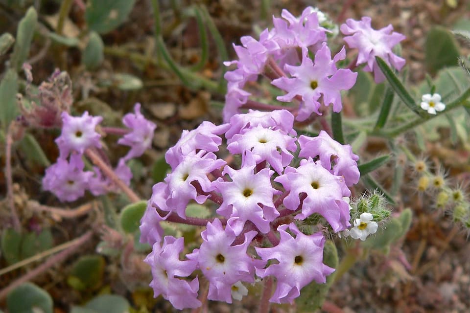 Clusters of pink trumpet flowers with white eyes, sprawling over desert sand