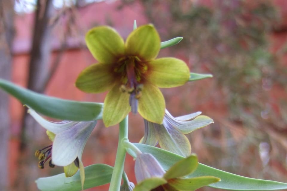 Green-purple bell flowers hanging along a stem with grey-green leaves