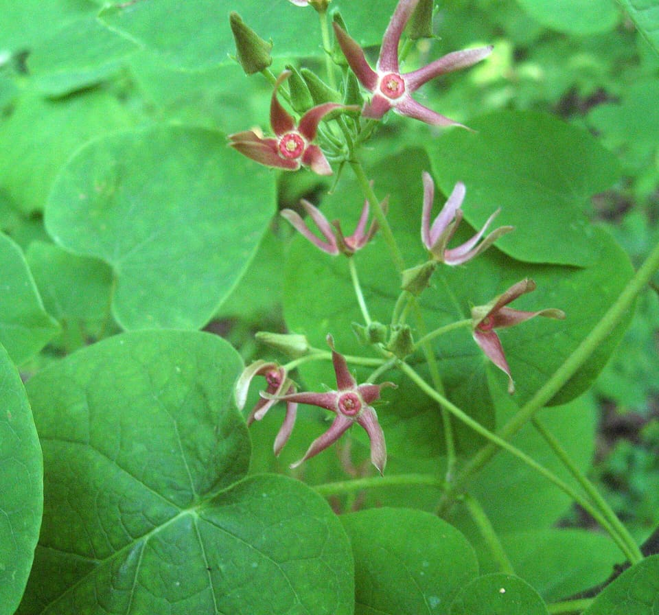 Small dull pink star flowers with narrow swept-back lobes, among rounded heart-shaped leaves