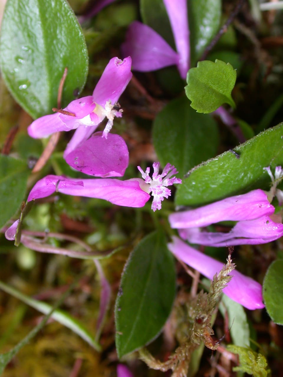 Magenta-pink flowers with two spreading wings and a white fringed keel, among glossy oval leaves on a mossy bank.