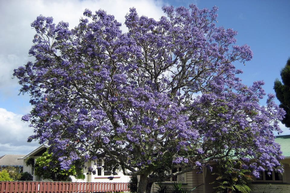 A broad tree in full violet-blue flower over a lawn