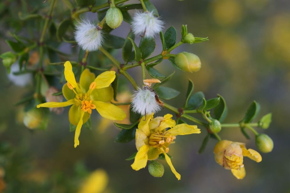 Yellow flowers and round white feathery seed capsules on a twiggy branch