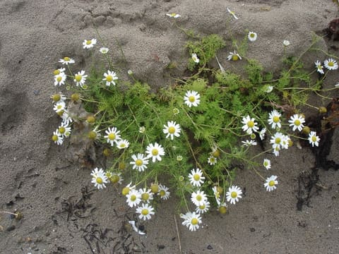 A sprawling mat of feathery green foliage studded with small white daisies, spreading across wet grey beach sand.