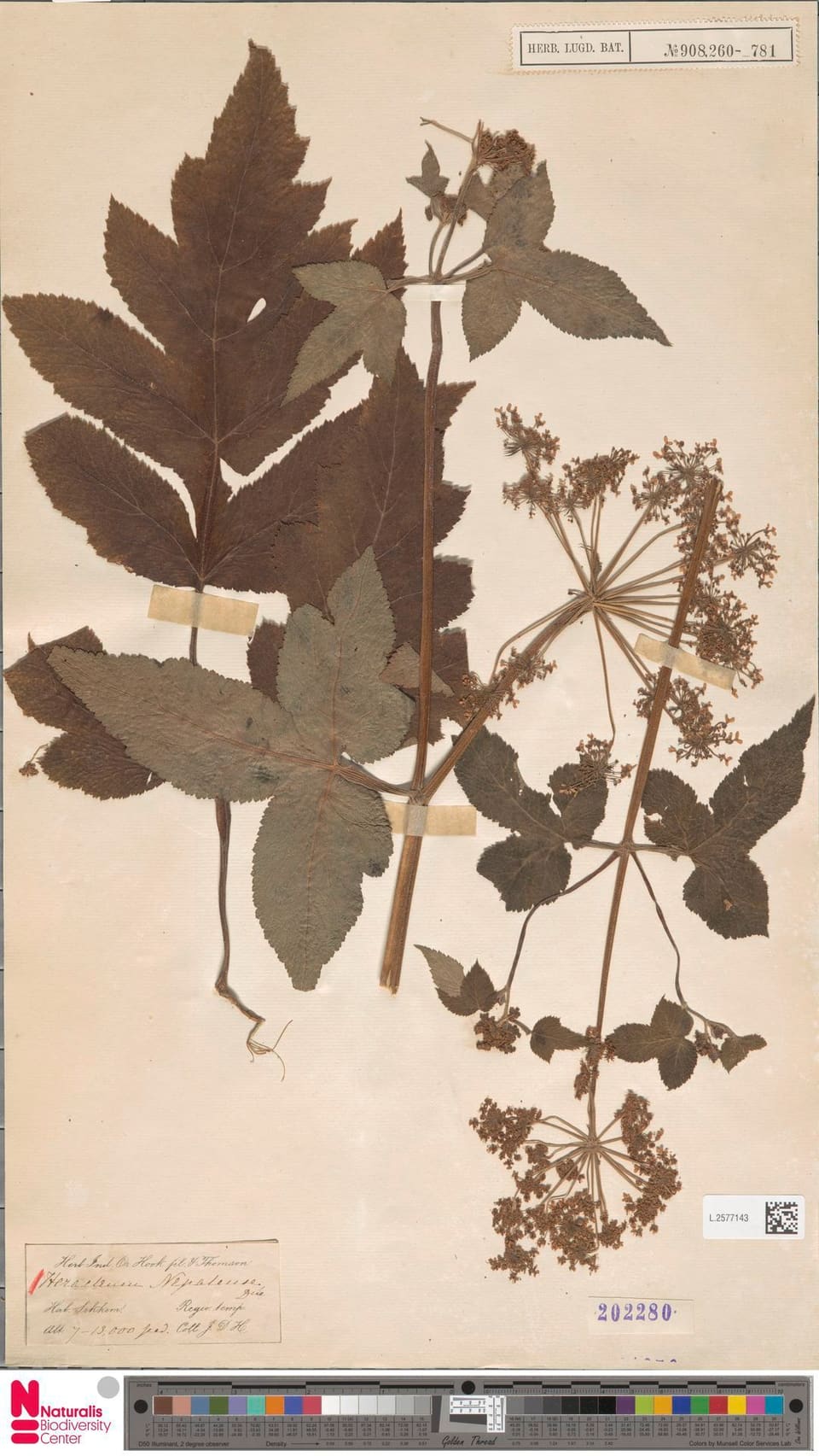 Herbarium sheet: large lobed toothed leaves and broad flat umbels of tiny dried flowers