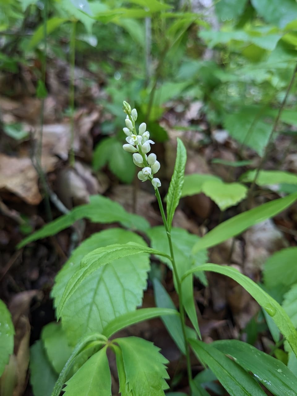 A narrow spike of small white flowers at the top of a slender stem, among woodland leaves