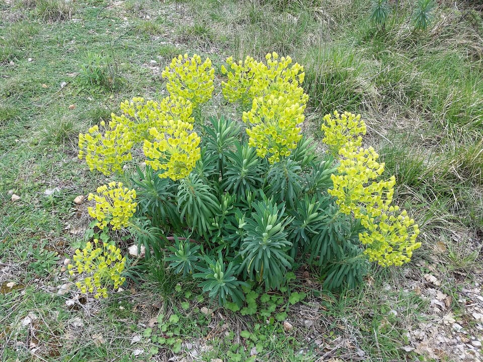A rounded clump of upright stems clothed in narrow blue-green leaves, topped by large heads of yellow-green flowers