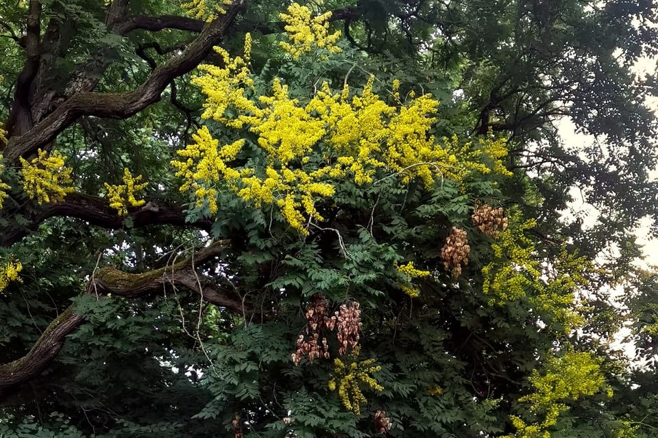 A spreading tree carrying yellow flower panicles and pink seed capsules