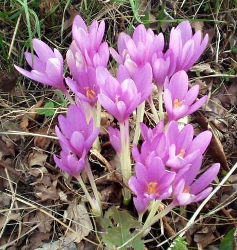 A tight group of lilac-pink goblet flowers on pale stems, rising leafless out of dead leaves and grass