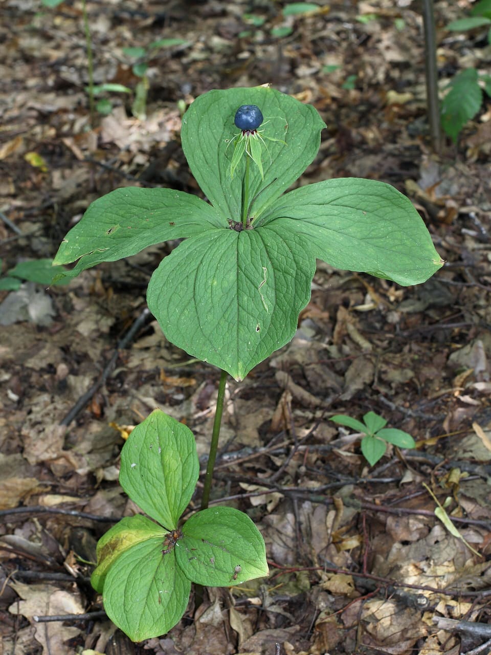 A single blue-black berry sitting at the centre of a whorl of four broad ribbed leaves, on the litter of a woodland floor.