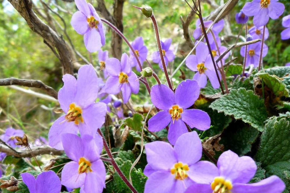 Violet flowers with orange centres above crinkled hairy leaves