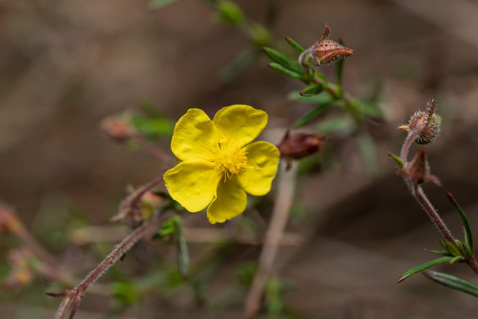 A single bright yellow five-petalled flower on a thin reddish stem with narrow leaves