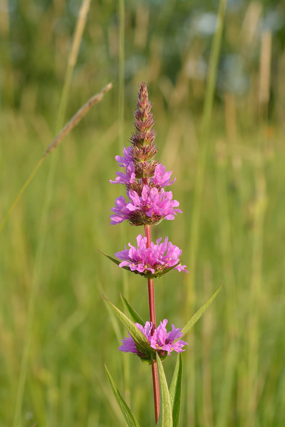 A tall magenta flower spike on a red stem above narrow paired leaves, in summer meadow grass