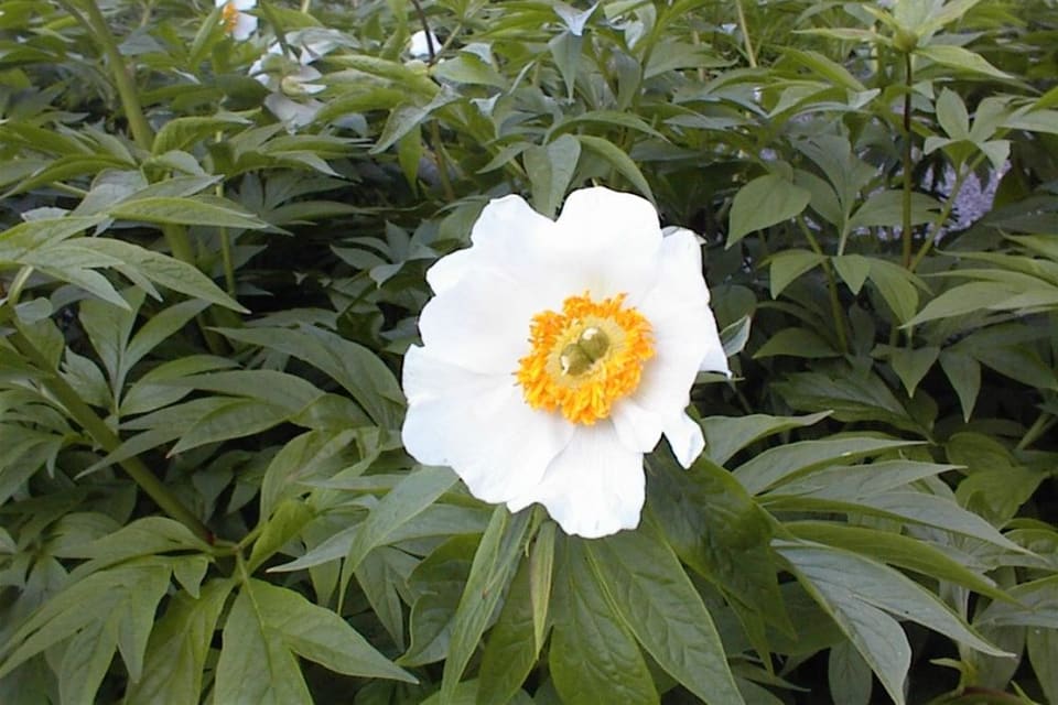 A white peony flower on a leafy bush of divided foliage