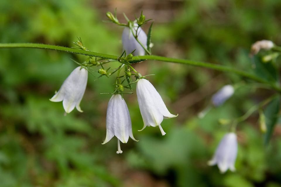 White bell flowers hanging in a whorl from a green stem