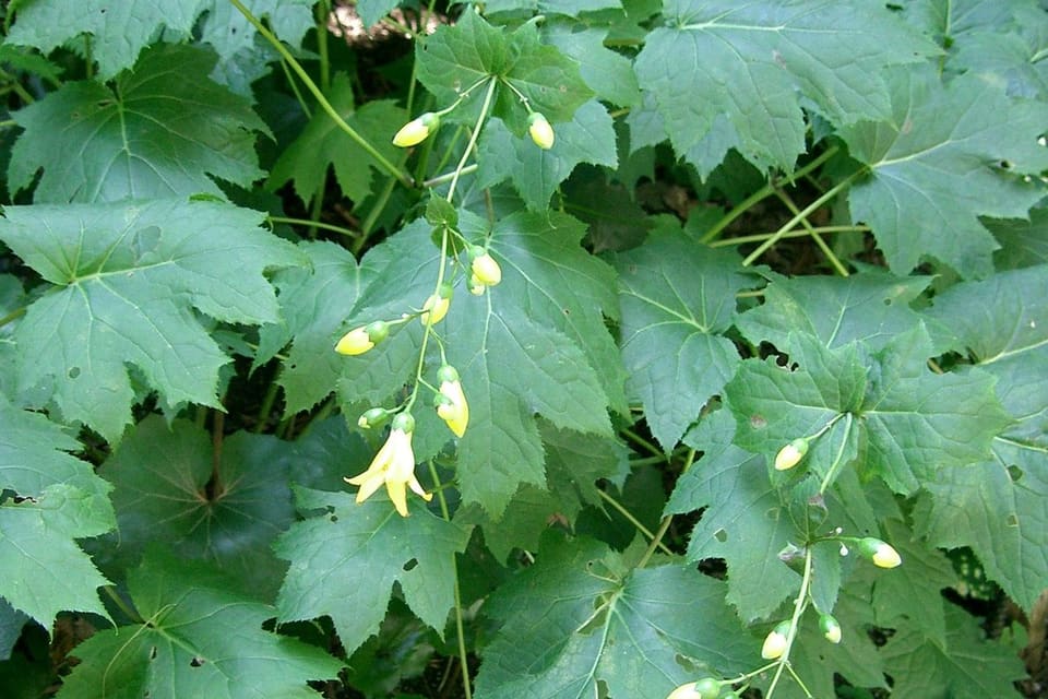 Pale yellow bell flowers hanging over broad lobed leaves