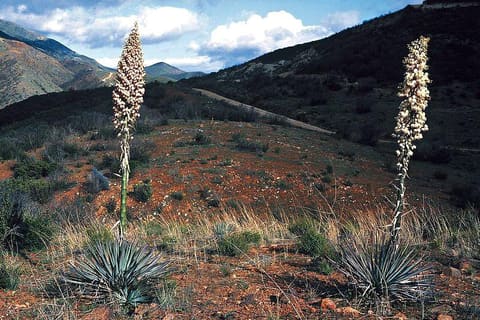 A tall cream flower spike rising from a hillside dotted with spiny rosettes
