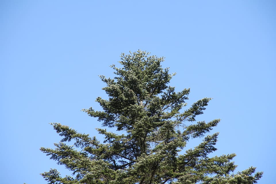 The narrow crown of a tall silver fir against a clear blue sky