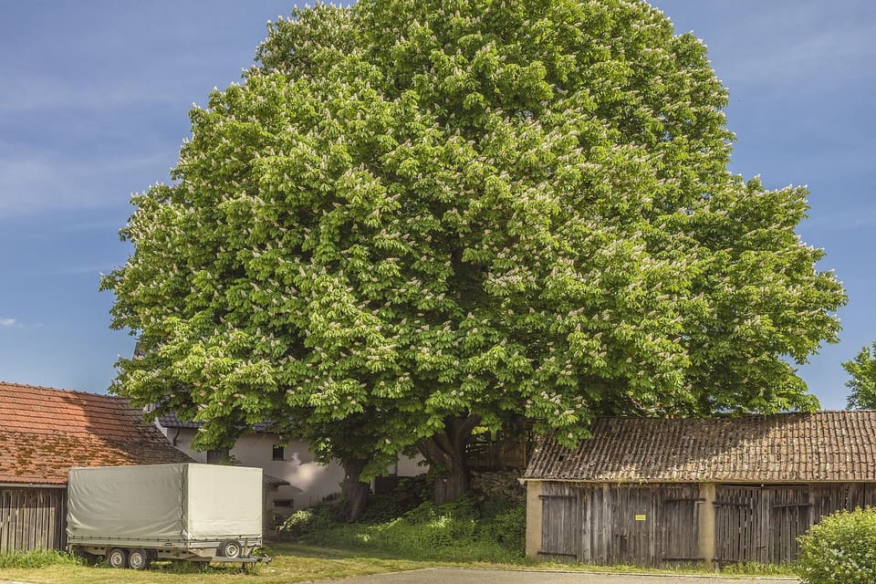 A large domed tree in full leaf standing beside farm buildings