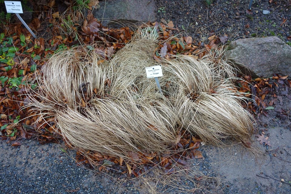 A low fountain of very fine pale straw-coloured leaves spilling over gravel, with two garden labels in it