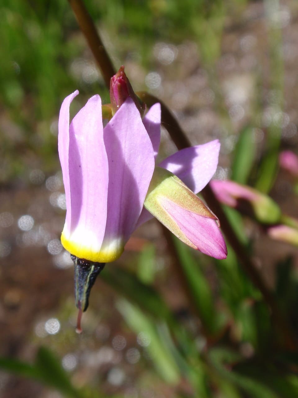 A lilac flower with petals swept fully back from a white and yellow band and a dark beaked centre