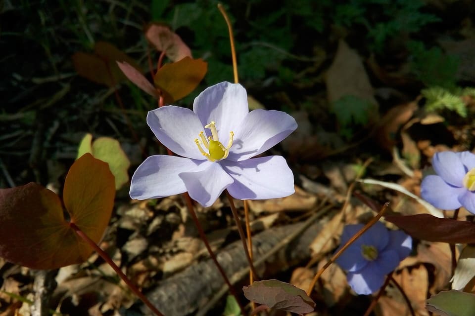 A pale lilac flower on a bare stalk above bronze-tinted leaves