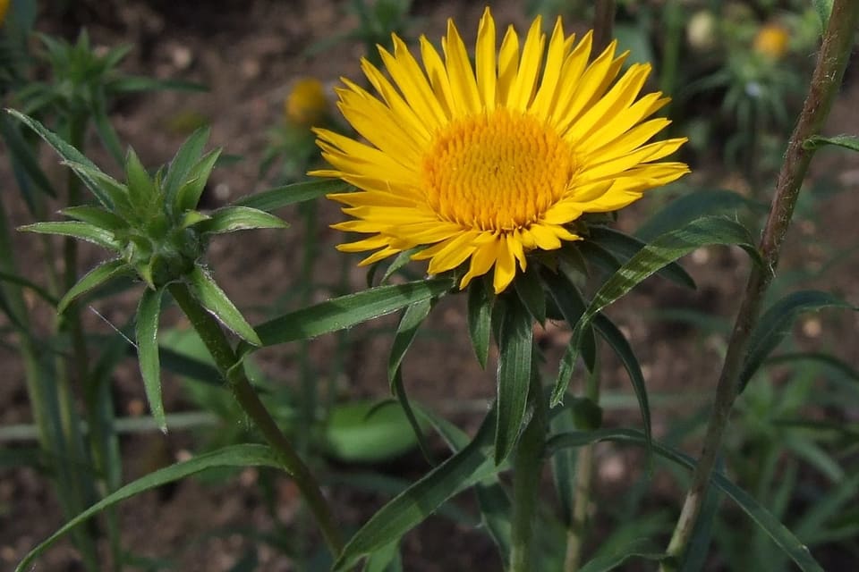 A yellow daisy with narrow rays above slender leaves