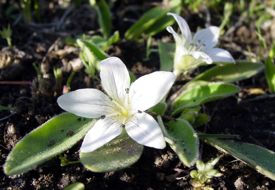 White five-petalled flowers with dark anthers lying close to the soil among hairy, tongue-shaped leaves