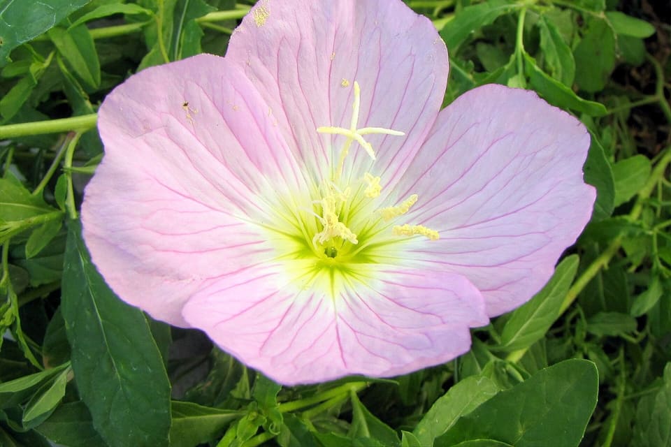A broad pale pink flower veined darker, with a yellow-green throat