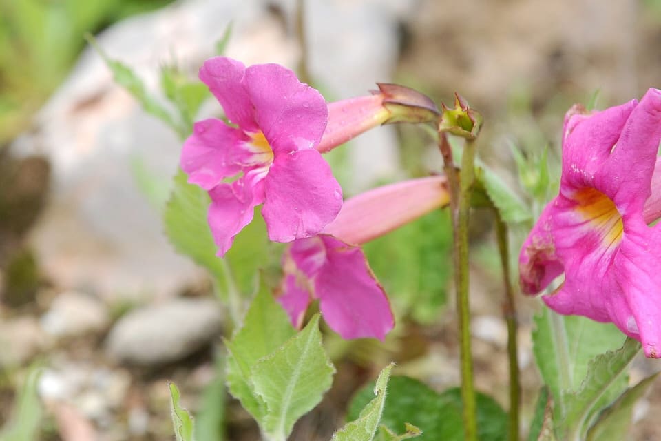 A deep pink trumpet flower with a pale throat, buds behind