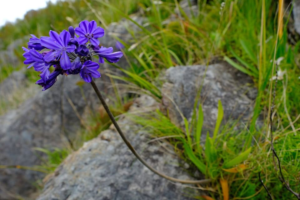 A deep violet-blue flower head on a bare stem among grasses and rock