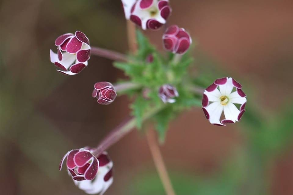 White flowers with maroon reverses, some still furled
