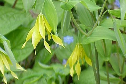 Nodding yellow bells with twisted petals below fresh green leaves