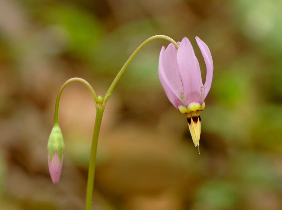 A pink flower with four swept-back petals and a pointed beak of yellow and dark red, hanging from a curved stalk beside a closed bud.