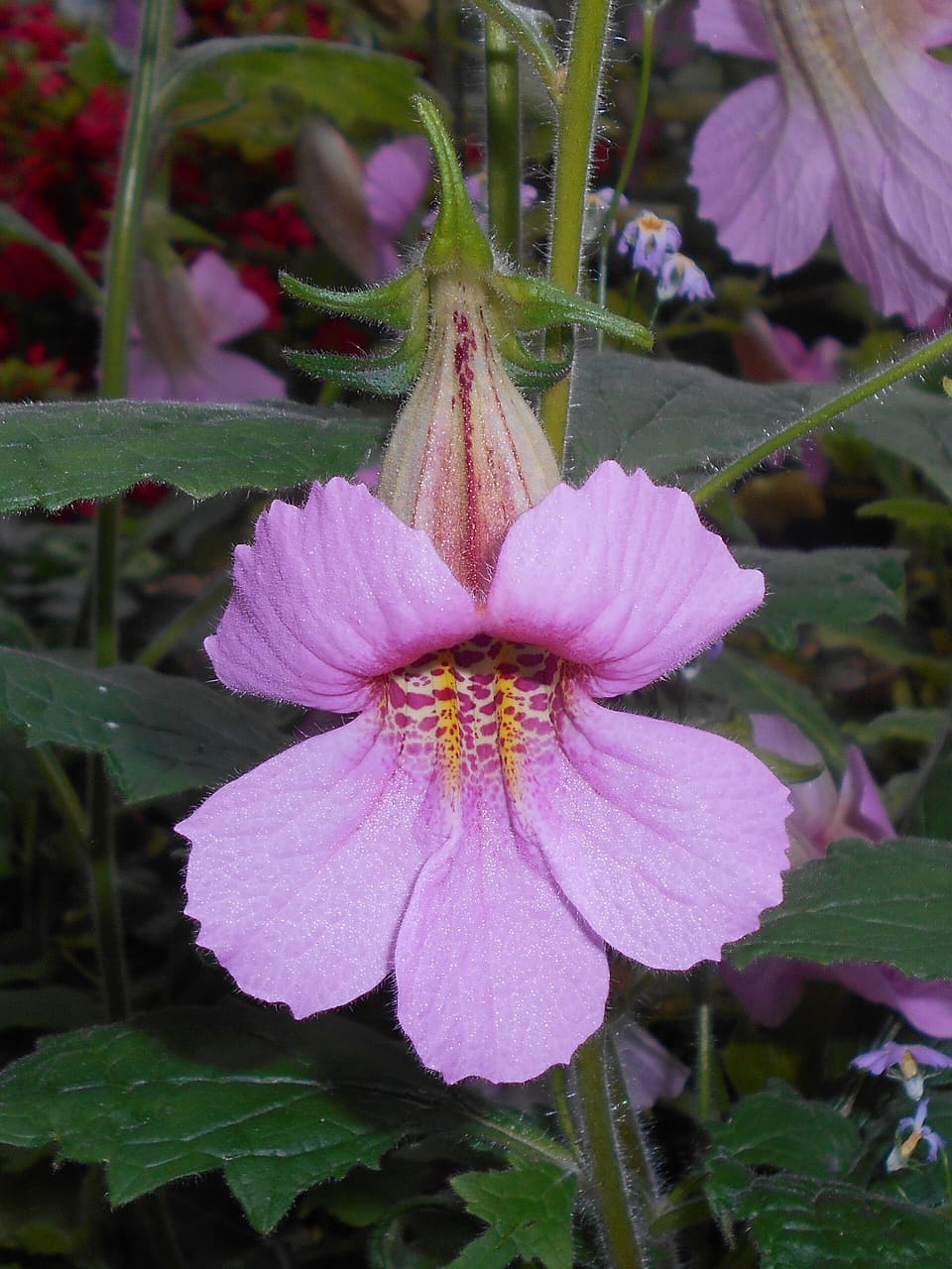 A large pink trumpet flower with a spreading lower lip, its throat marked with crimson spots and yellow ridges, on a hairy stem.