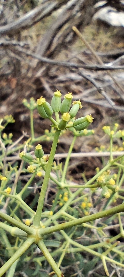 Small umbels of yellow-green flowers on stiff branching green stems above dry ground