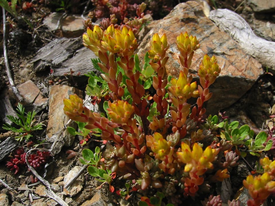 Clusters of yellow buds tipping fleshy stems crowded with small succulent leaves flushed orange-red, among broken rock.