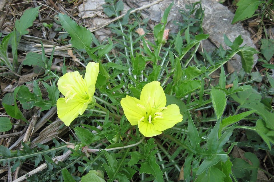 Two pale yellow flowers at ground level among toothed leaves