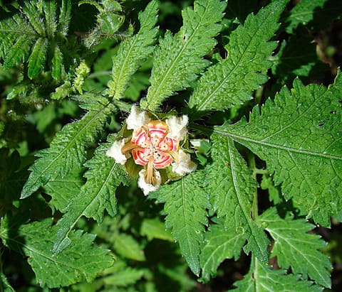 A single flower deep in nettle-like leaves, its centre banded red and white and ringed by crumpled cream scales.