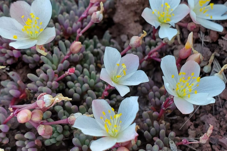 White star flowers with yellow stamens over blue-green succulent leaves