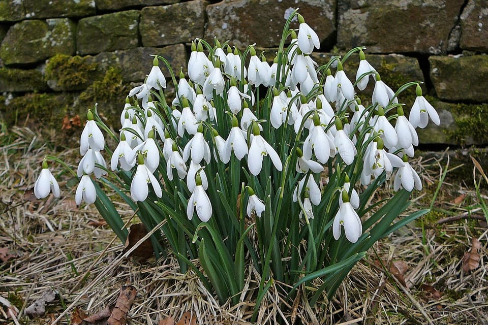A dense clump of snowdrops in flower at the foot of a stone wall