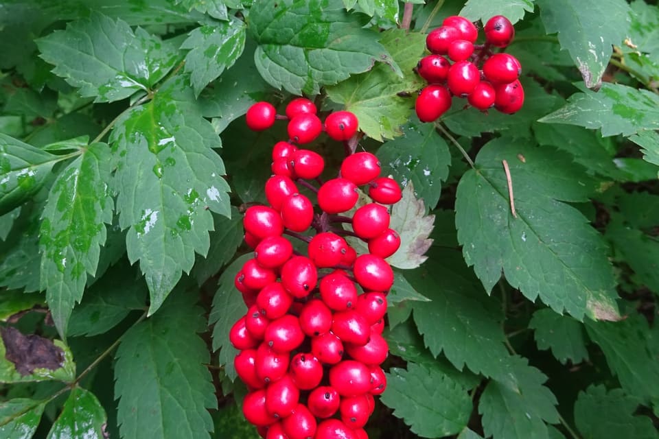 A dense hanging cluster of glossy red berries among divided green leaves