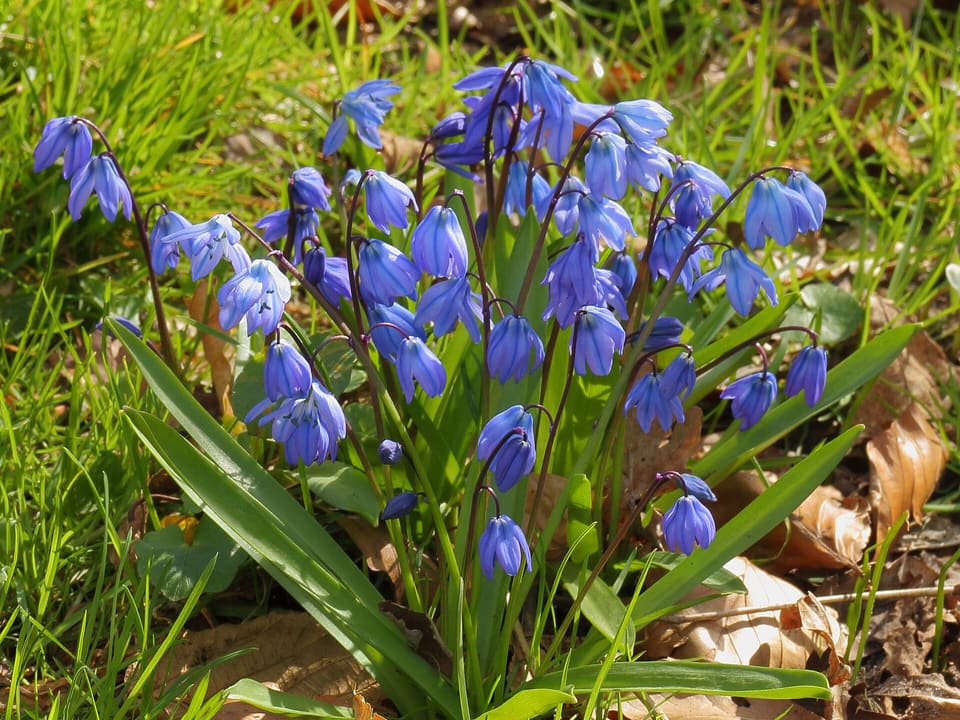 A clump of deep blue bell flowers with darker stripes, hanging from arching dark stalks above broad green leaves.