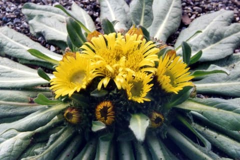 Yellow flowerheads packed into the centre of a flat rosette of grey-green leaves