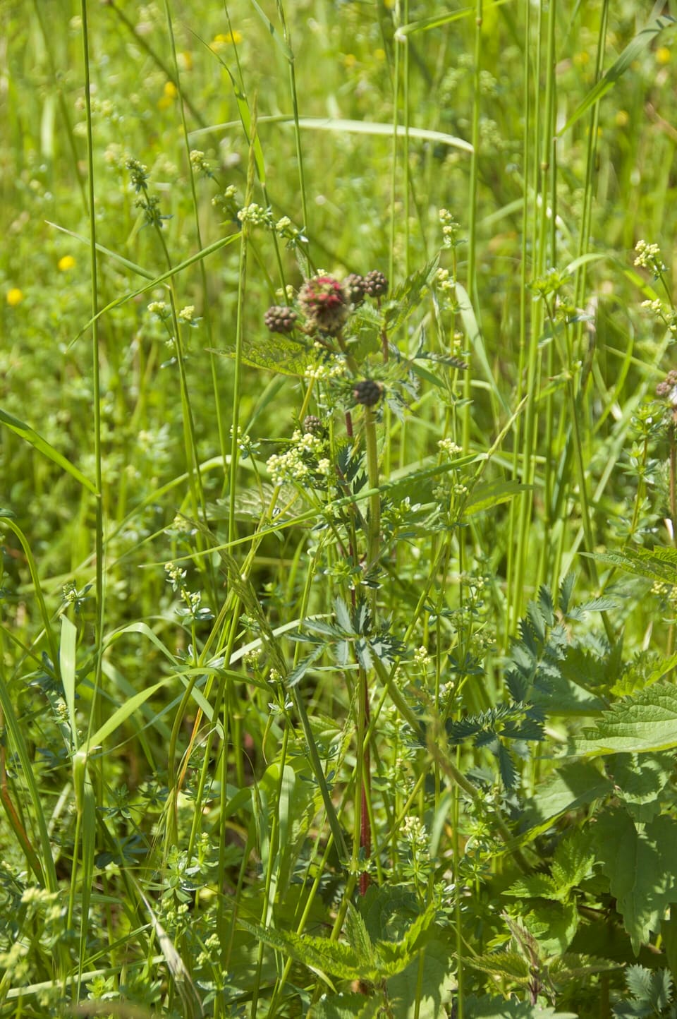 Small crimson button-shaped flower heads on wiry stems, standing among tall meadow grass with ferny leaves below.