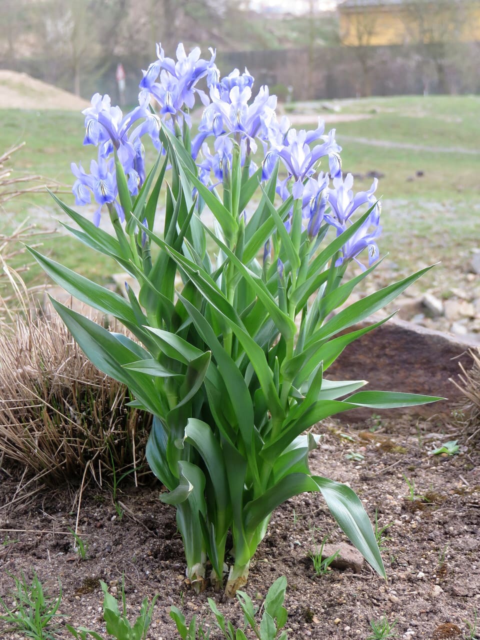 A clump of pale blue irises standing above broad glossy strap leaves in a bare garden bed