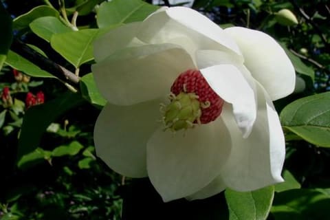 A white cupped flower opening to show crimson stamens
