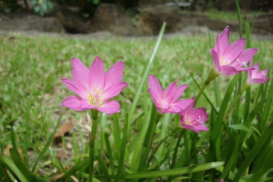 Pink crocus-like flowers open in grass